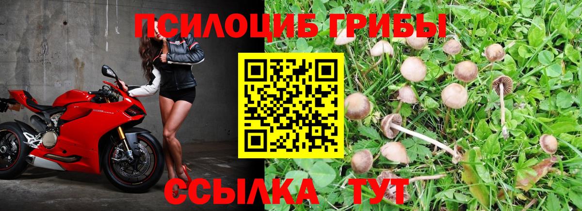 Псилоцибиновые грибы GOLDEN TEACHER Саров